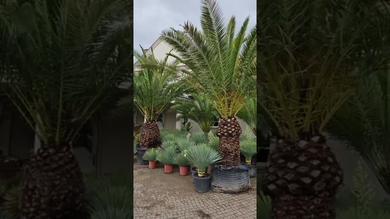 Las Palmas Krotoszyn LIVE Stream Gościnnie Andrzej Sobkowiak @palmywtaczanowie