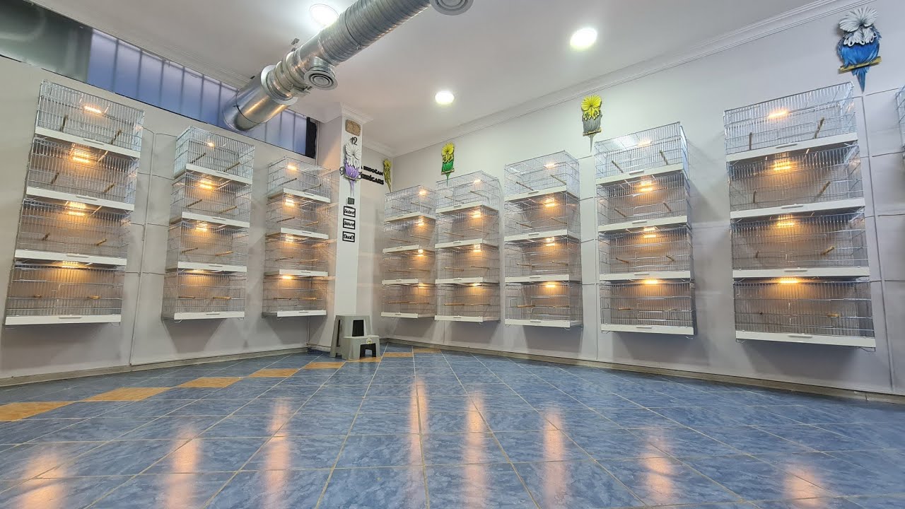 Kafeslerimizi Yeniliyoruz ve Tekrar Yerleştiriyoruz
