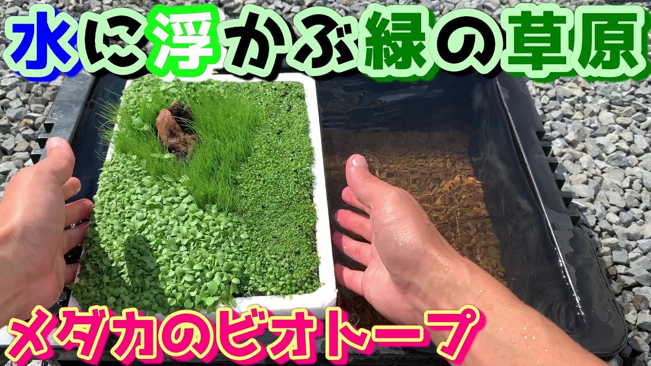 【めだかのビオトープ】水草の種と発泡スチロールで浮島を作る～水に浮かぶ緑の草原～