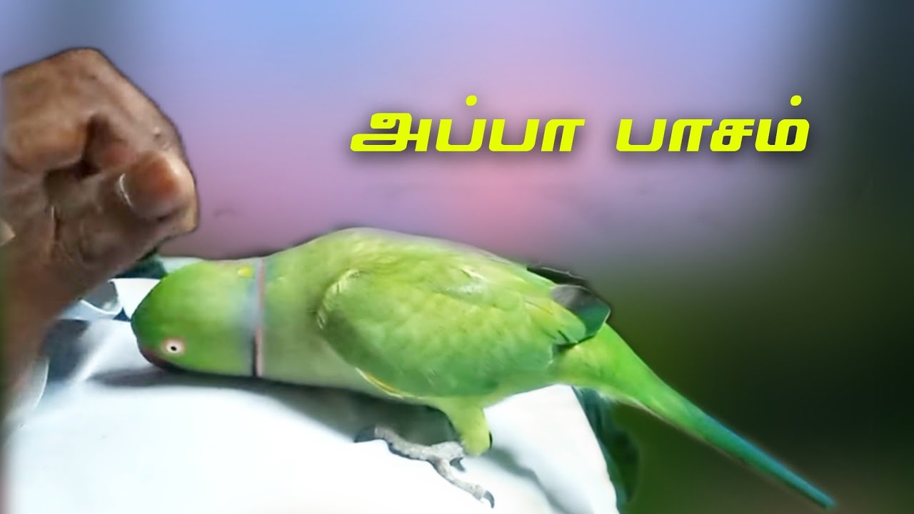 அப்பா மேல ரெம்பத்தான் ஆசை மீனாட்சிக்கு/ எப்பவும் பக்கத்துலயே இருக்கணுமாம்
