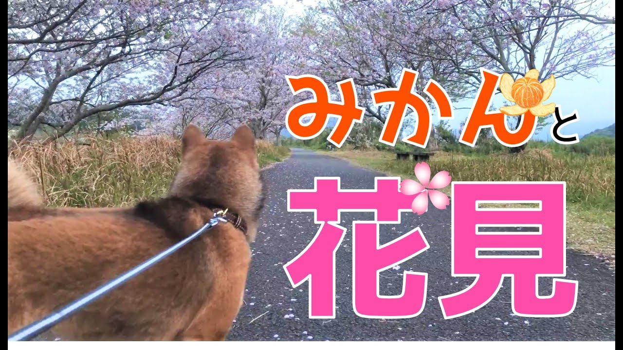 柴犬（豆柴）みかん｜やっぱりこうなる…お花見散歩