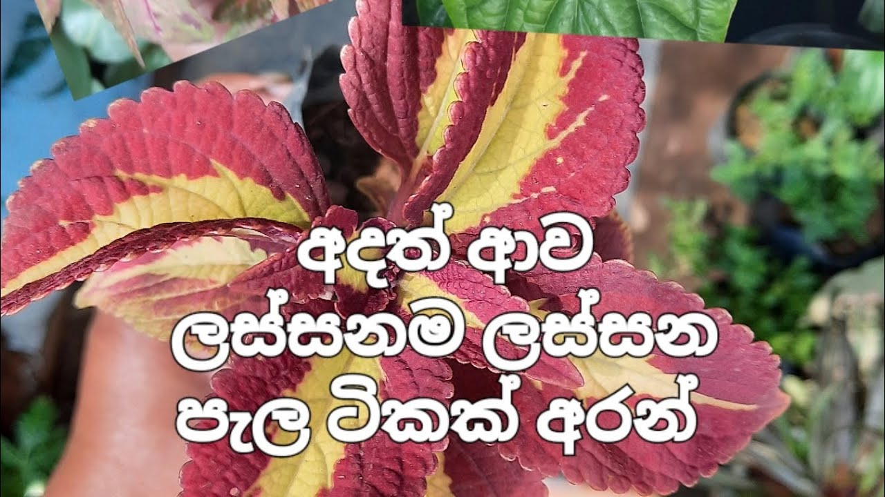 මේවත් ඔයාලට තමයි 🥰🥰 #plantsforsale 0773958474
