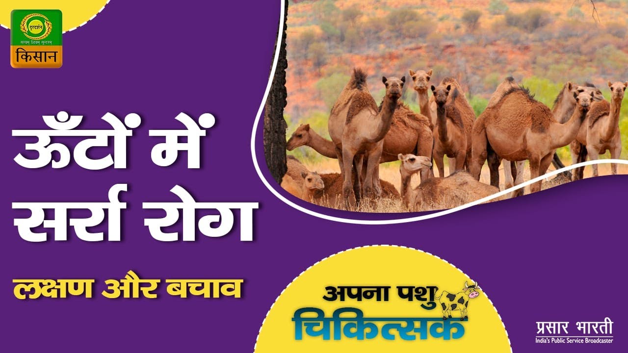 सर्रा रोग - ऊँट पालकों के लिए परेशानी का सबब , इस रोग के लक्षण और इस से बचाव कैसे हो सकता है ?