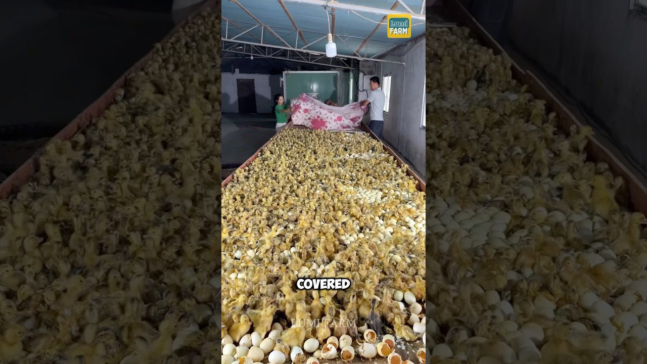 How Chinese people hatch duck eggs #eggfarm #duckfarm #shorts