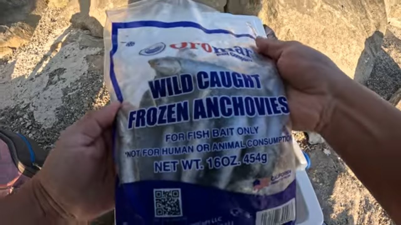 Striper Fishing With Anchovies 2025!(O'Neill Forebay Fishing)