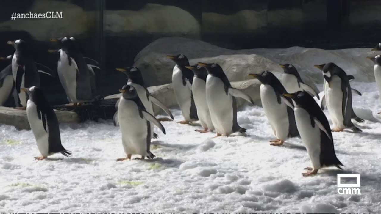 Un paseo por el ecosistema polar de los pingüinos de Faunia | Ancha es Castilla-La Mancha