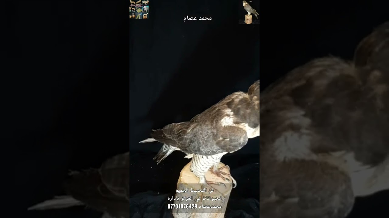تحنيط  الطائر الصقر