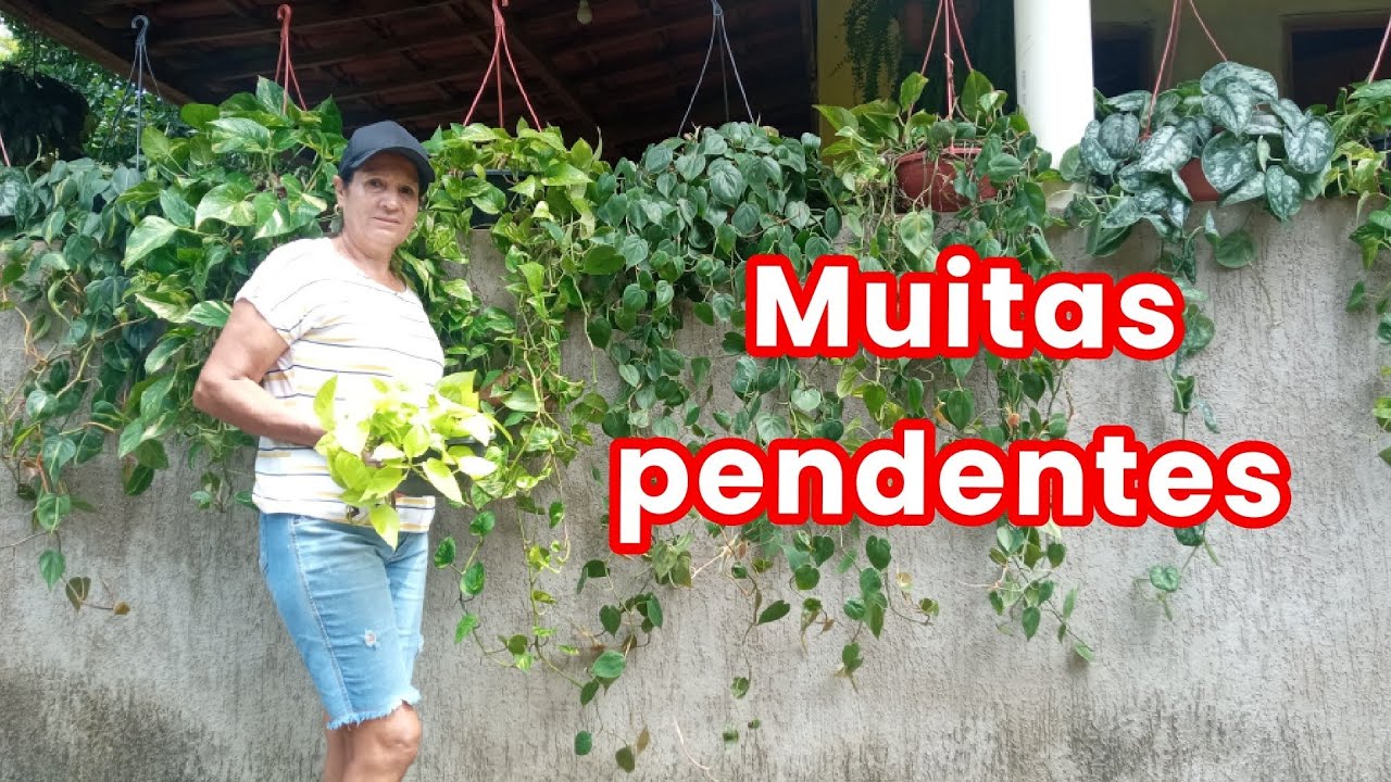 DIA DE CUIDAR DAS JIBÓIAS e FILODENDROS! VEM COMIGO? 😃