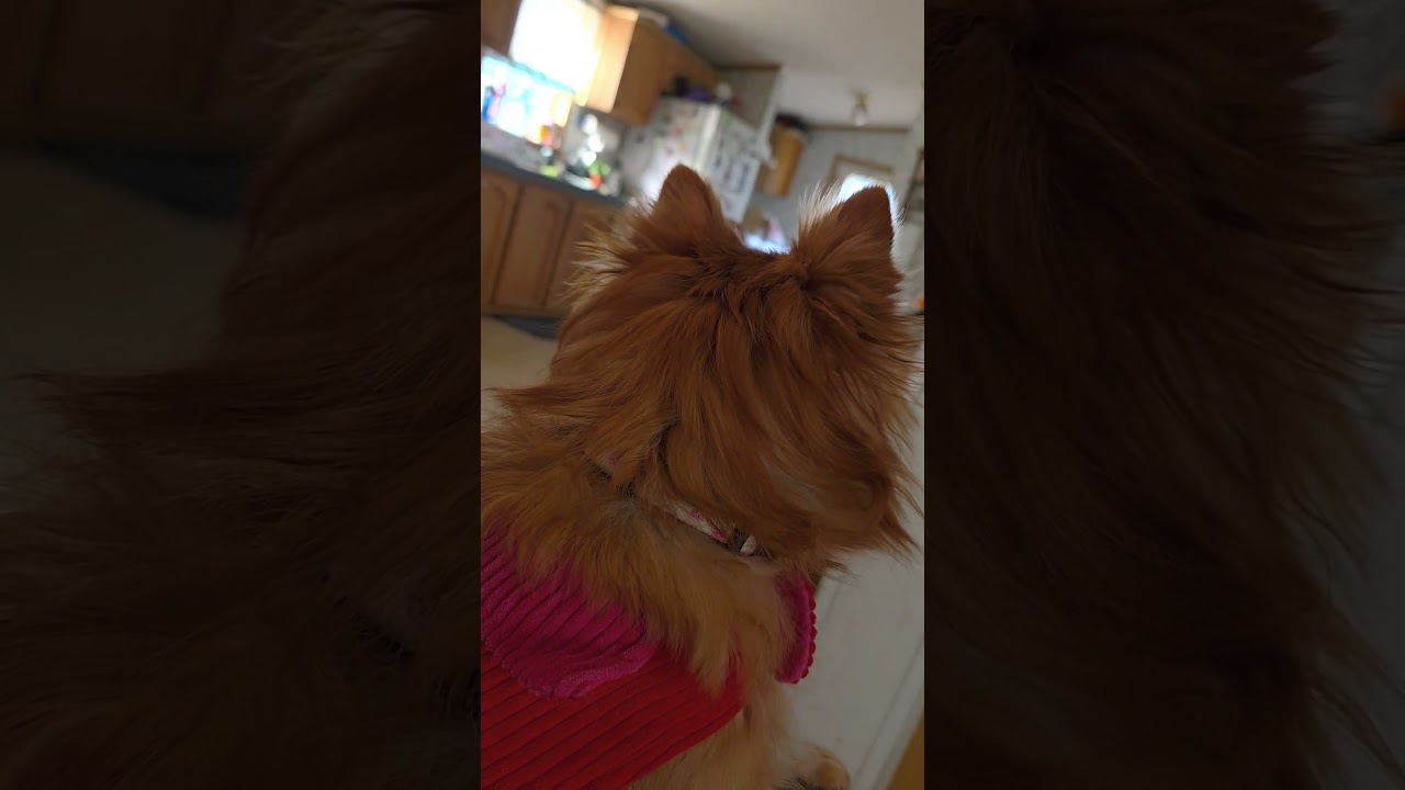 Angel crying when my mom and dad leave there home with out her dramatic dog lol