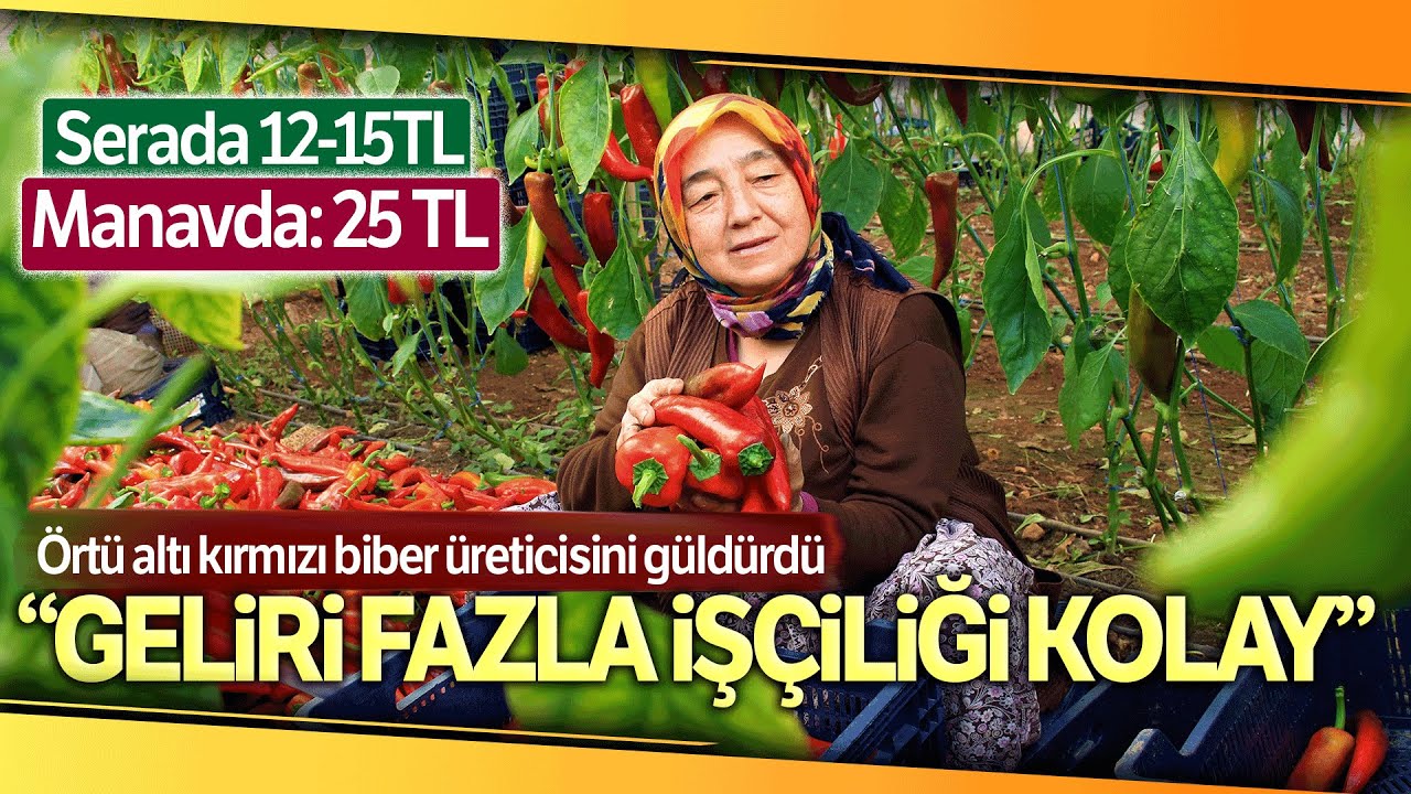 Örtü Altı Kırmızı Biber Üreticisini Güldürdü