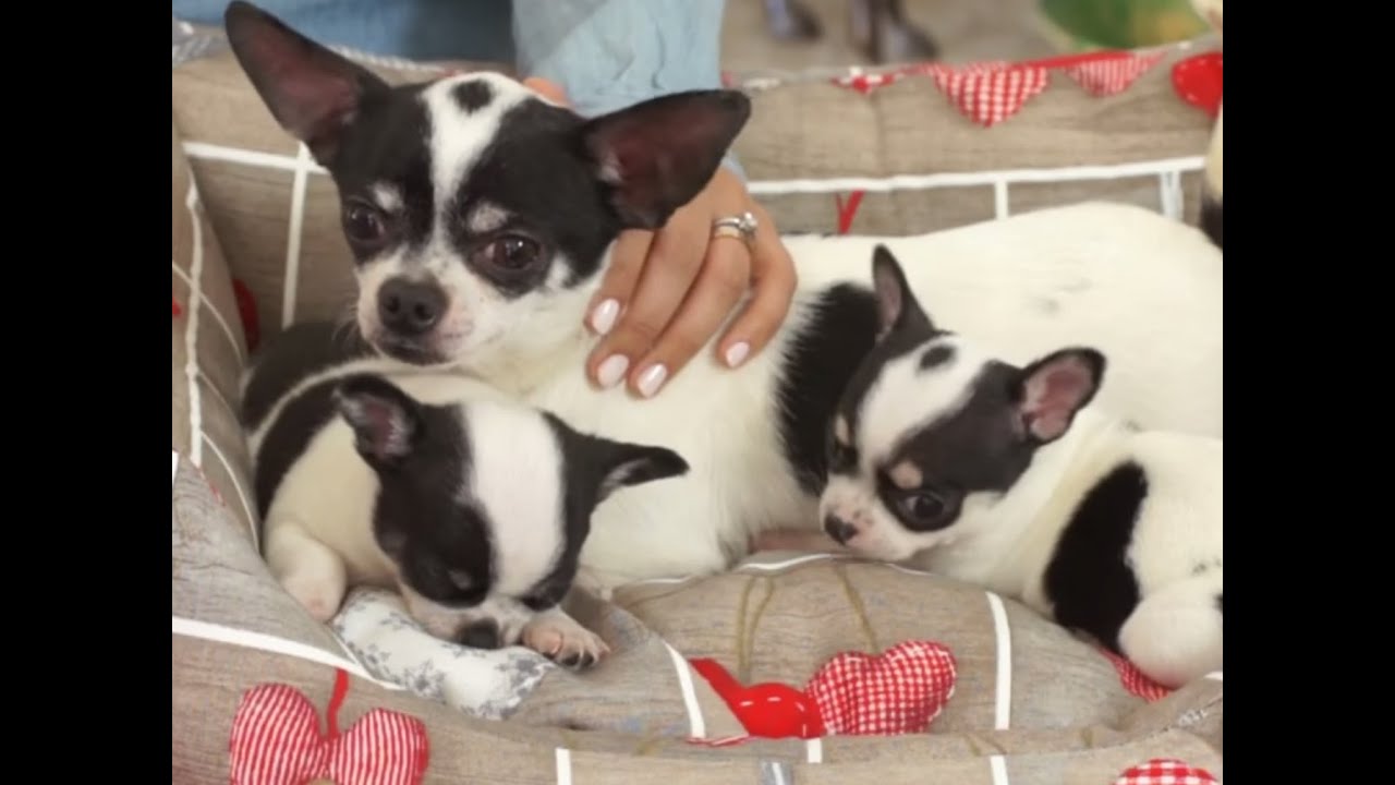PERROS - Cuidados durante el primer mes de vida de un perrito