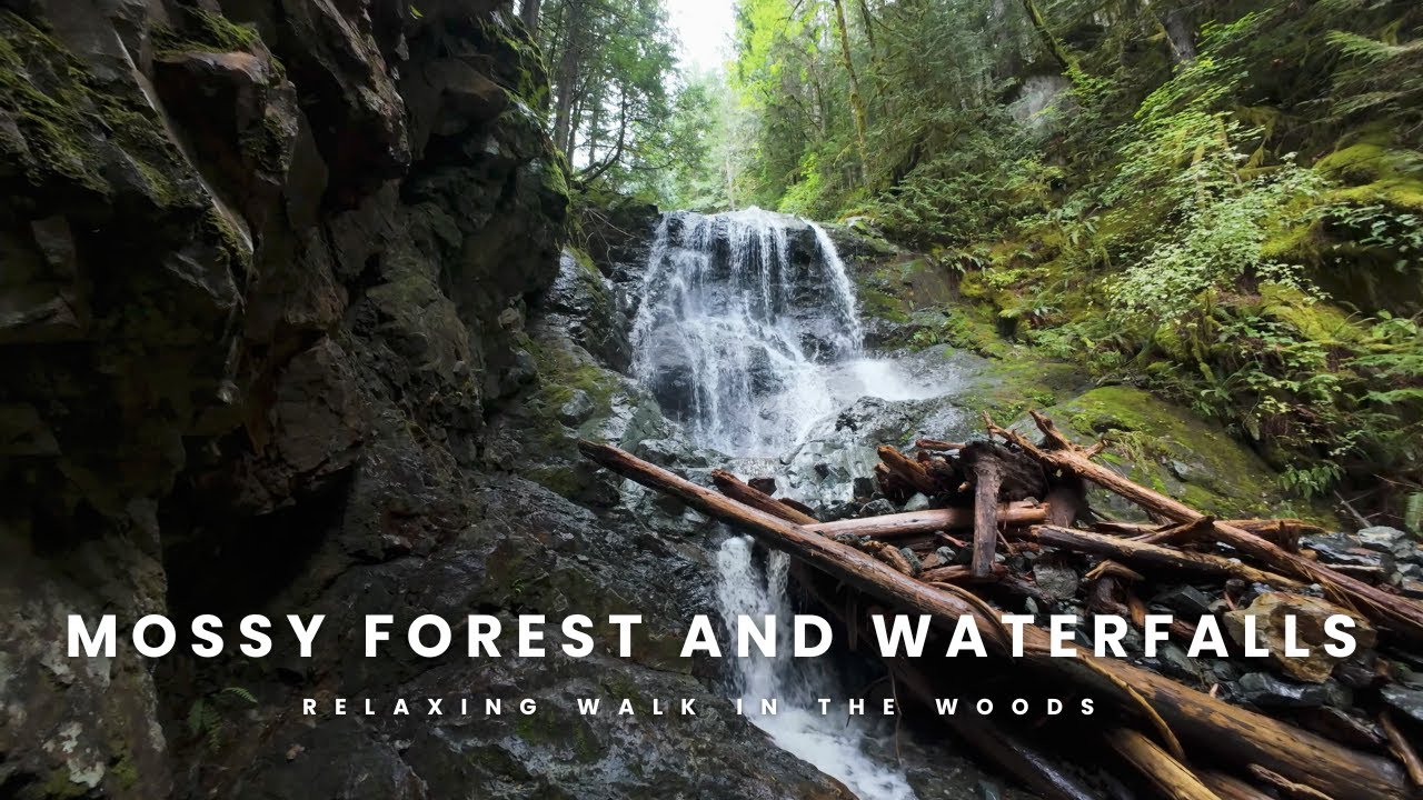 Peaceful Sunny Forest Walk in 4K | Golden Ears Park, BC