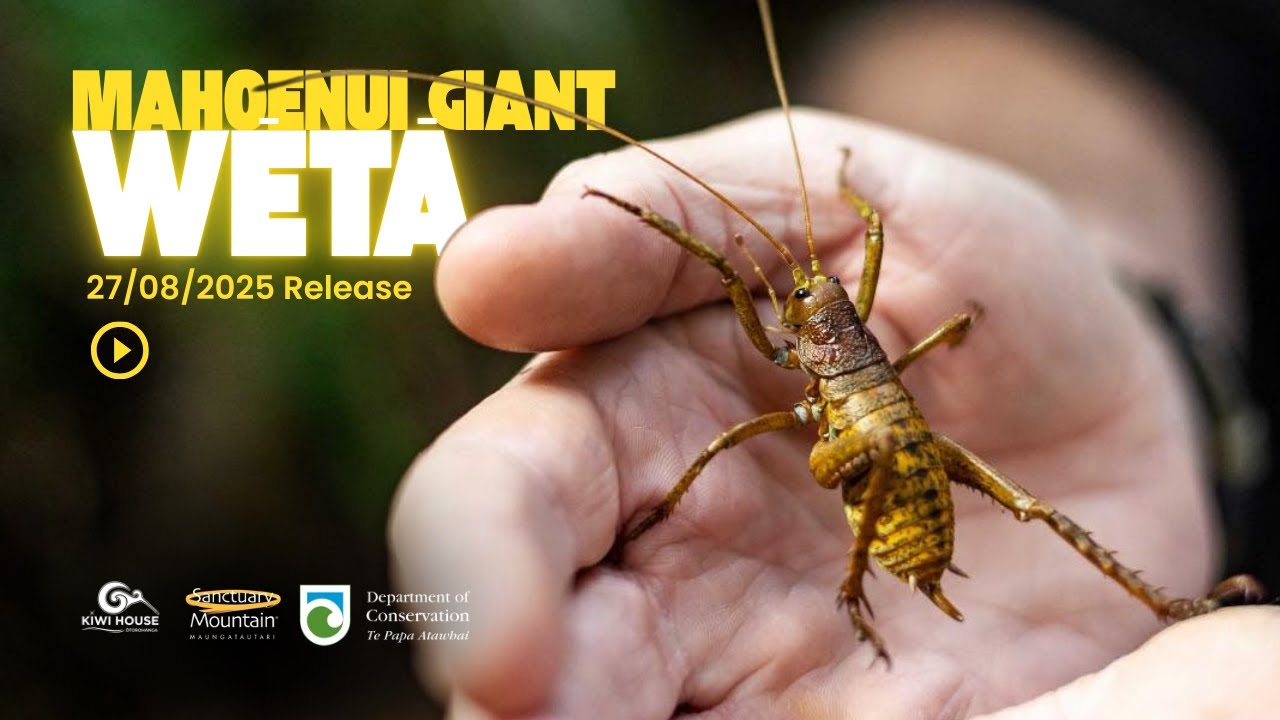 Mahoenui Giant Weta - Translocation 08/25