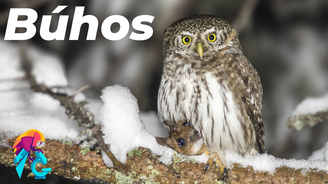Búhos, lechuzas y tecolotes ¿y estas aves que son? -SB