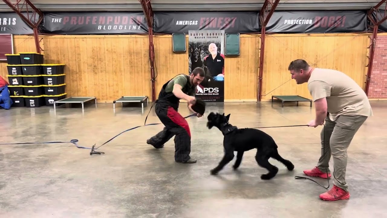 Sparring Bite Work Giant Schnauzer 