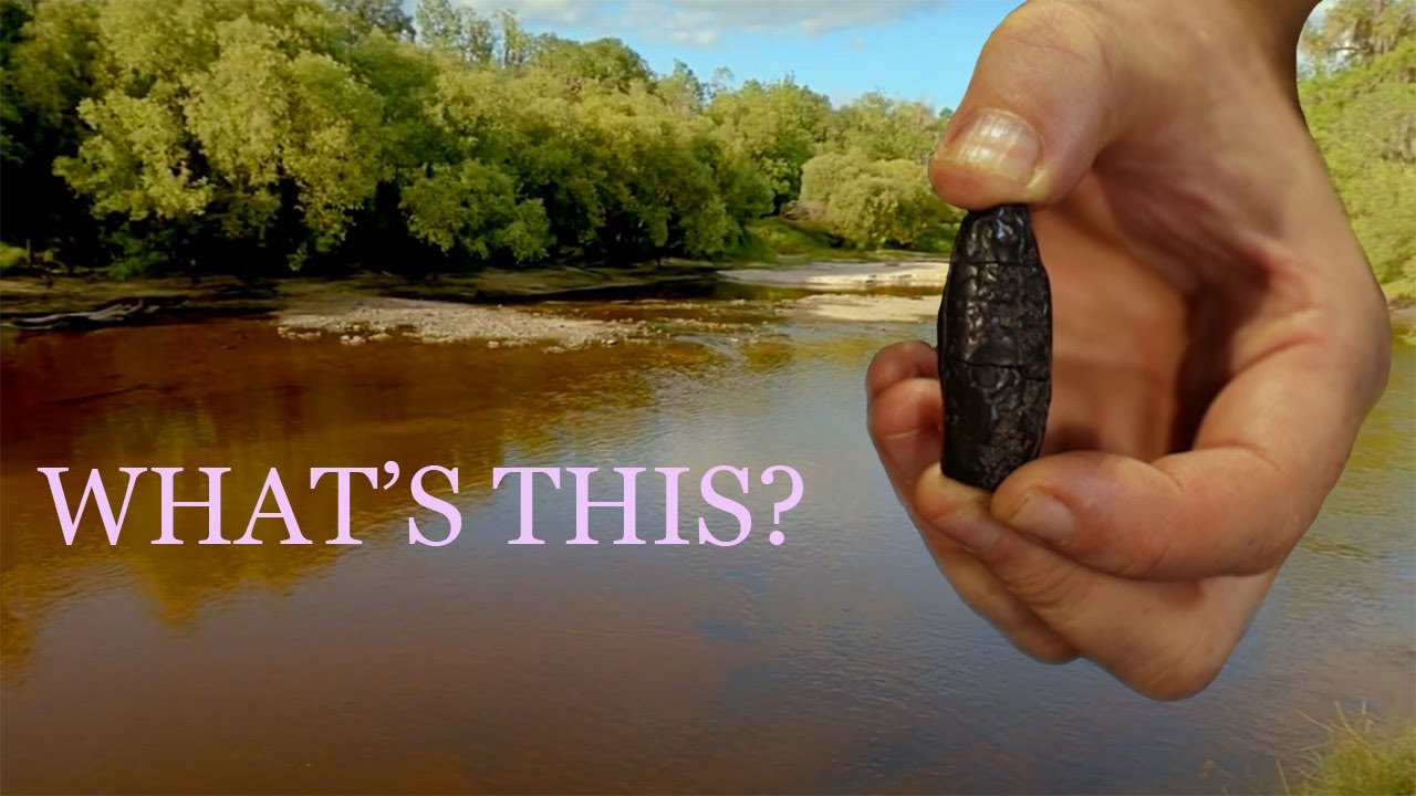 Finding Amazing Fossils at the Peace River, Florida