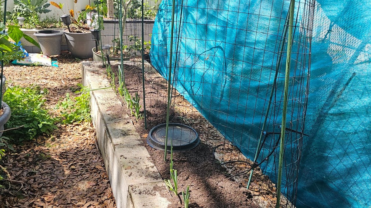 Cages and drip system are in