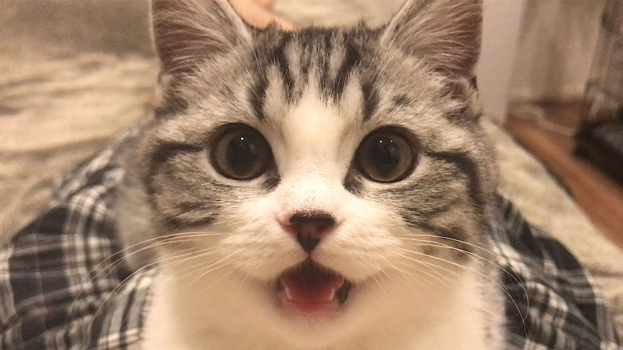 子猫時代のやんちゃで甘えん坊なクロエ【スコティッシュフォールド】