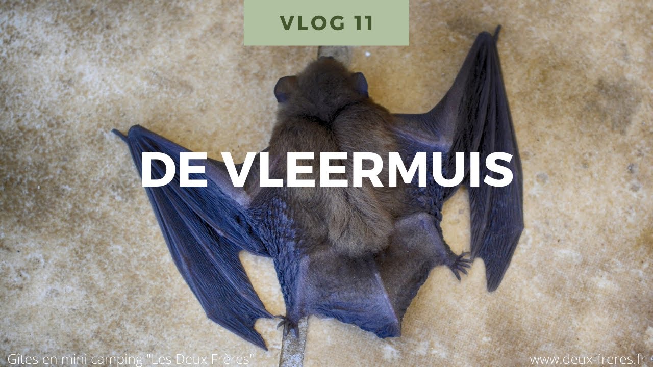 Natuur Weetjes voor kinderen Vlog 11: De vleermuis
