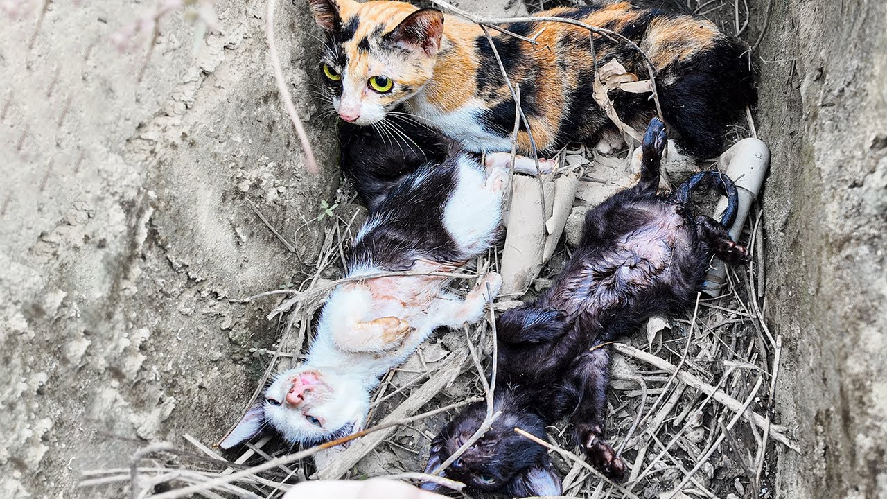Emergency Rescue: Hope Restored, Saving a Trapped Cat Family | LTT Animal - Rescue