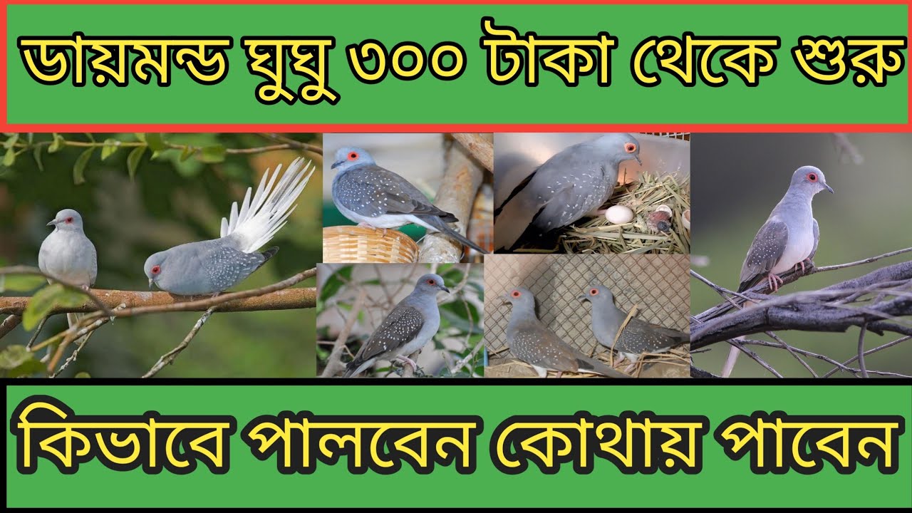ডায়মন্ড ডাভ ঘুঘু পাখি পালন পদ্ধতি ও দাম | Diamond Dove Bird price in Bangladesh