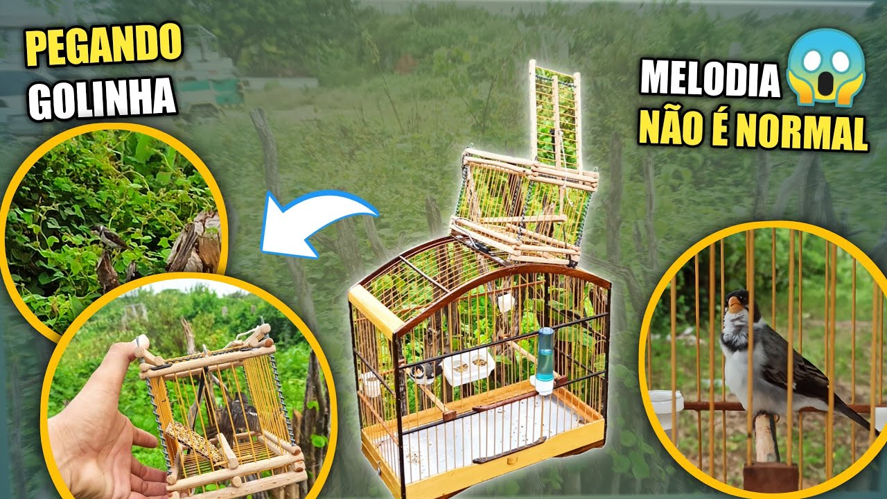 🤯 QUASE QUE N&Atilde;O PEGO ESSE GOLINHA! (Golinha de morada)