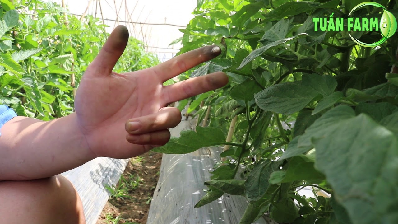 CÁCH CẮT TỈA CHỒI CÂY CÀ CHUA GIÚP TĂNG NĂNG SUẤT