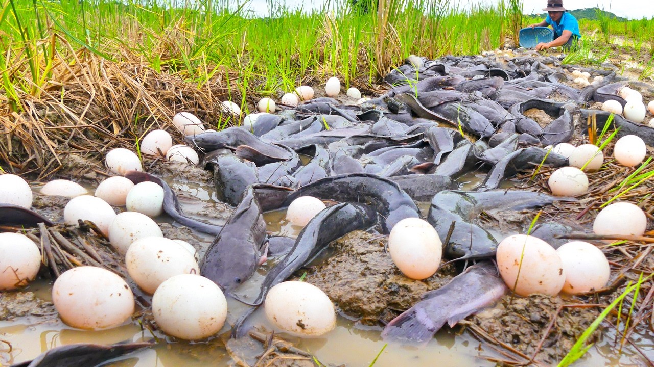 Biggest Catfish Catch Ever? Unreal Fishing Moment! Thousands of Catfish Trapped in Shallow Canal