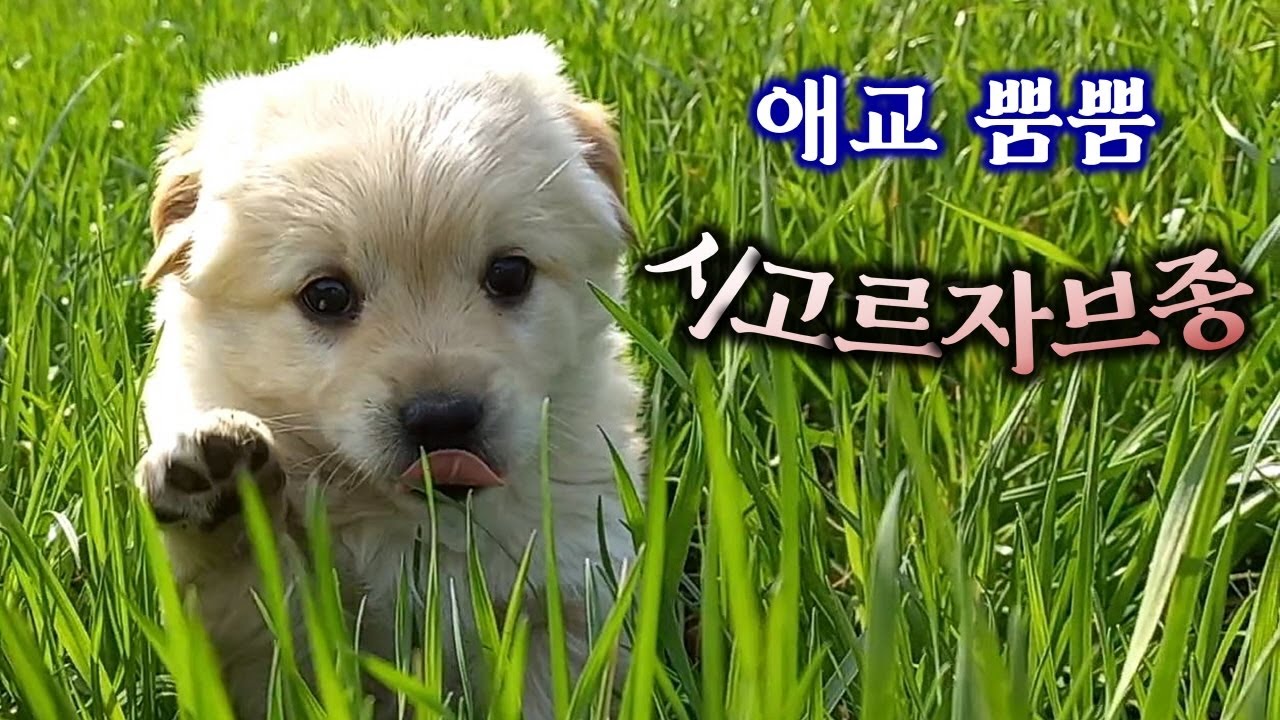 시골강아지 애교, 귀여워, 귀여워