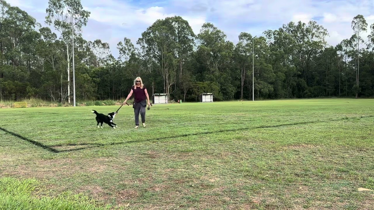 Meg - Flatwork with two toys