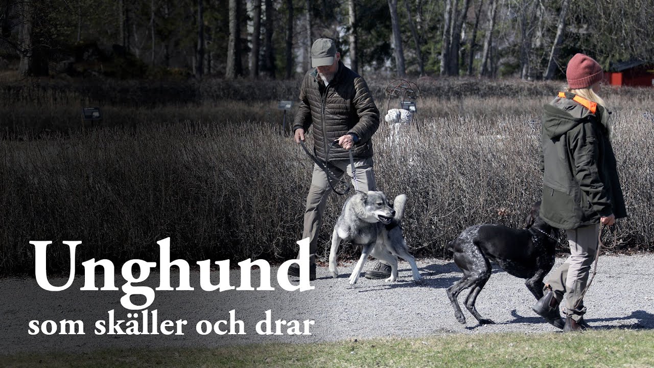 Hundskolan: Unghund som skäller och drar
