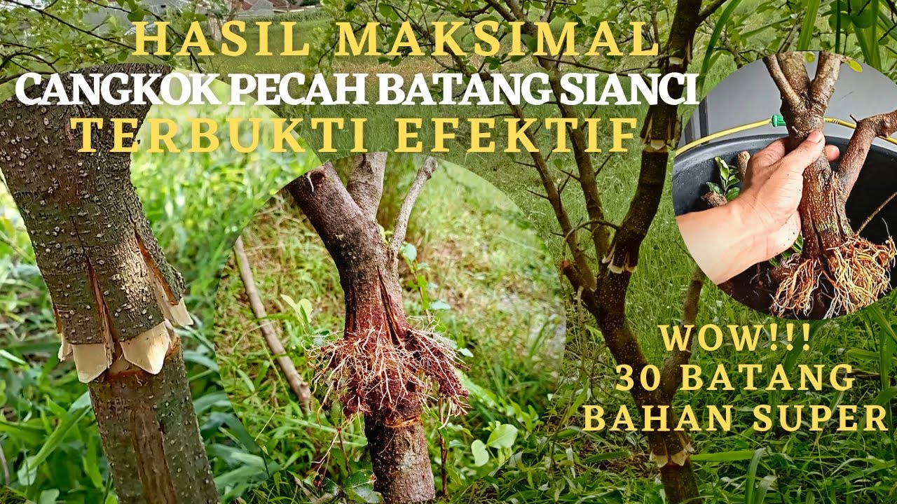 CANGKOK PECAH BATANG SIANCI HASIL LEBIH MAKSIMAL (Program Akar Keliling)