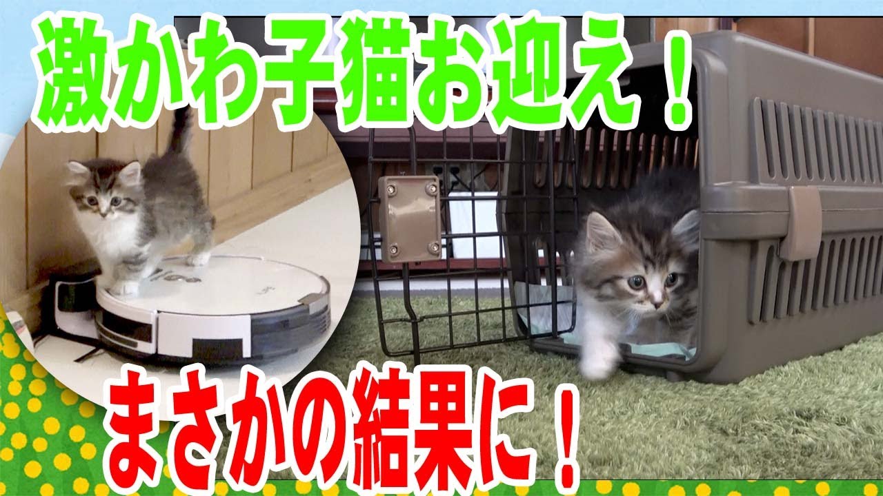 【激かわ子猫】生後52日の子猫お迎え、お迎えで大トラブル！子猫がとった、まさかの行動とは！？【ハレちゃん】【サイベリアン】We adopted a kitten.He is 52 days old.