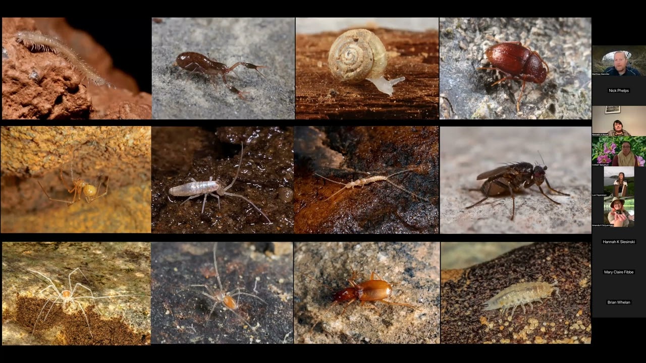 UMN Conservation Sciences Seminar - Dr. Matthew Niemiller (11/7/25)