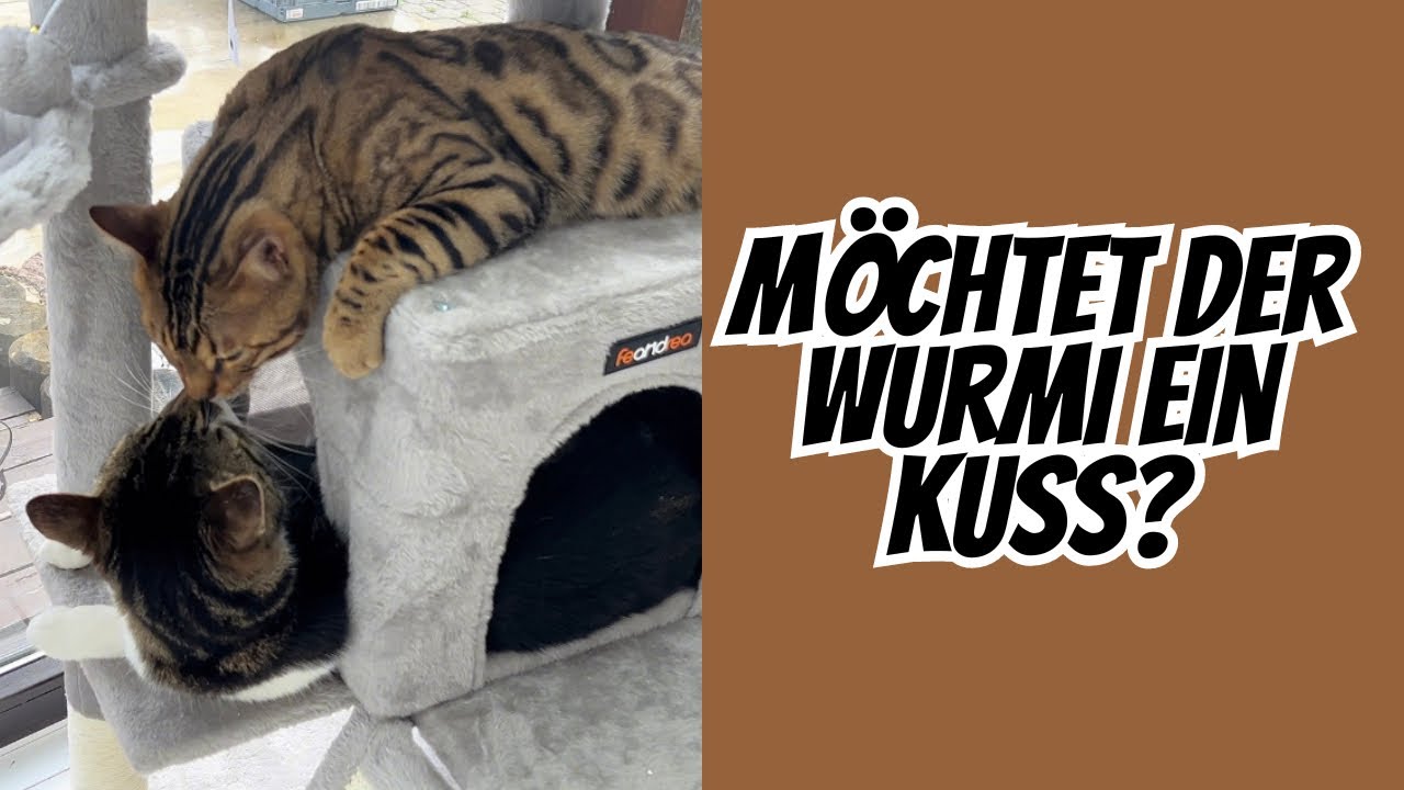 Diese Katze ist nur am quasseln..