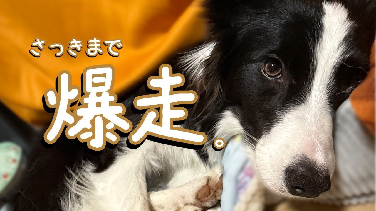 さっきまで爆走してた犬、今これです。
