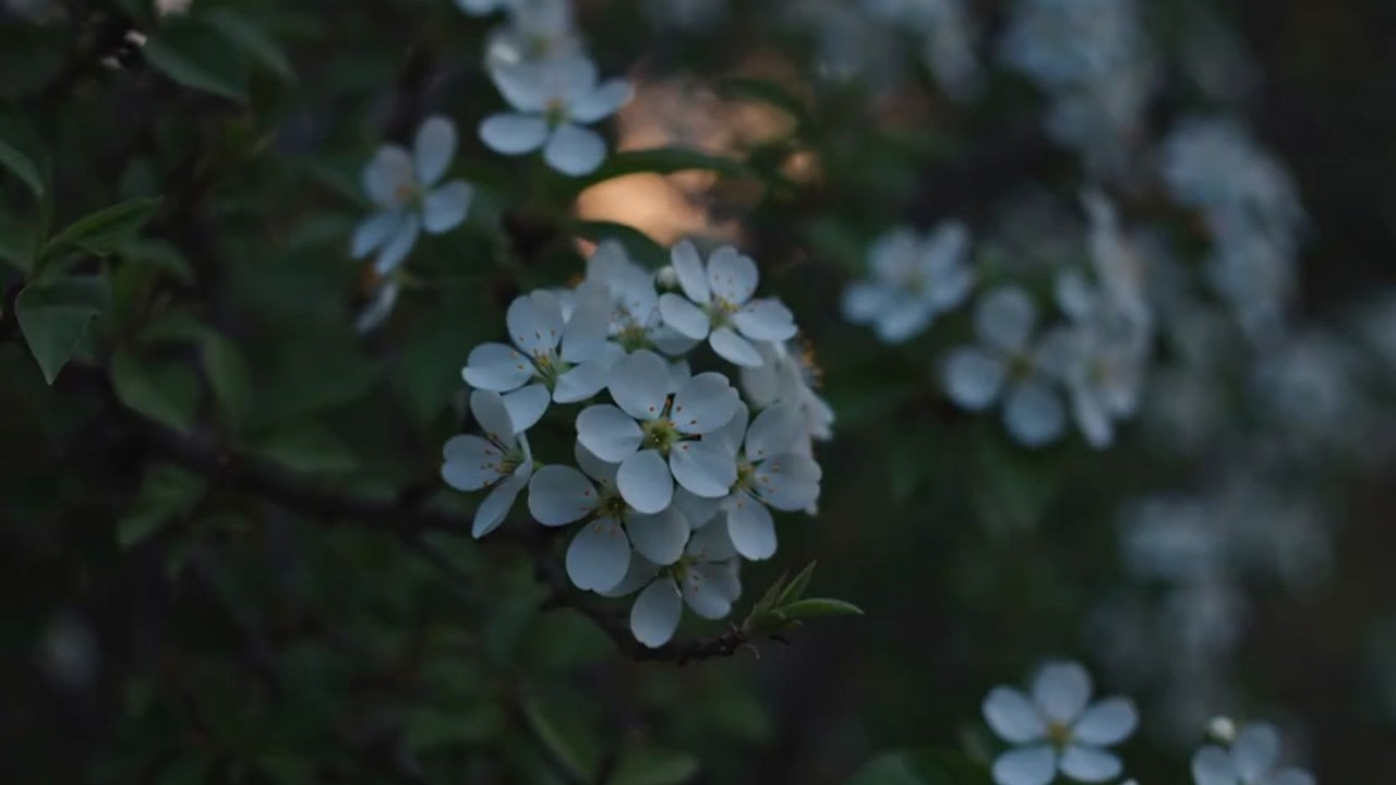 Quietude – Gentle Night Jazz for Safe Rest