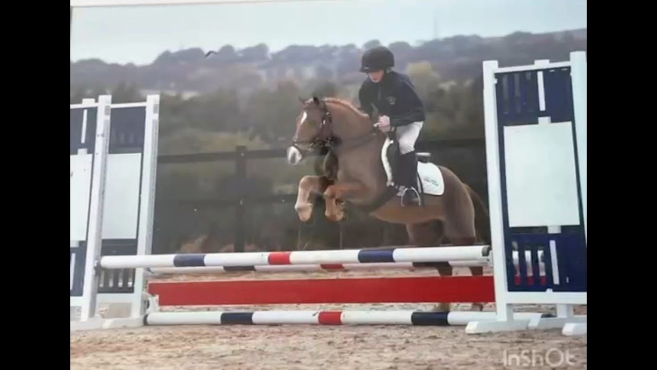 Rebel - Ballyrue Equestrian