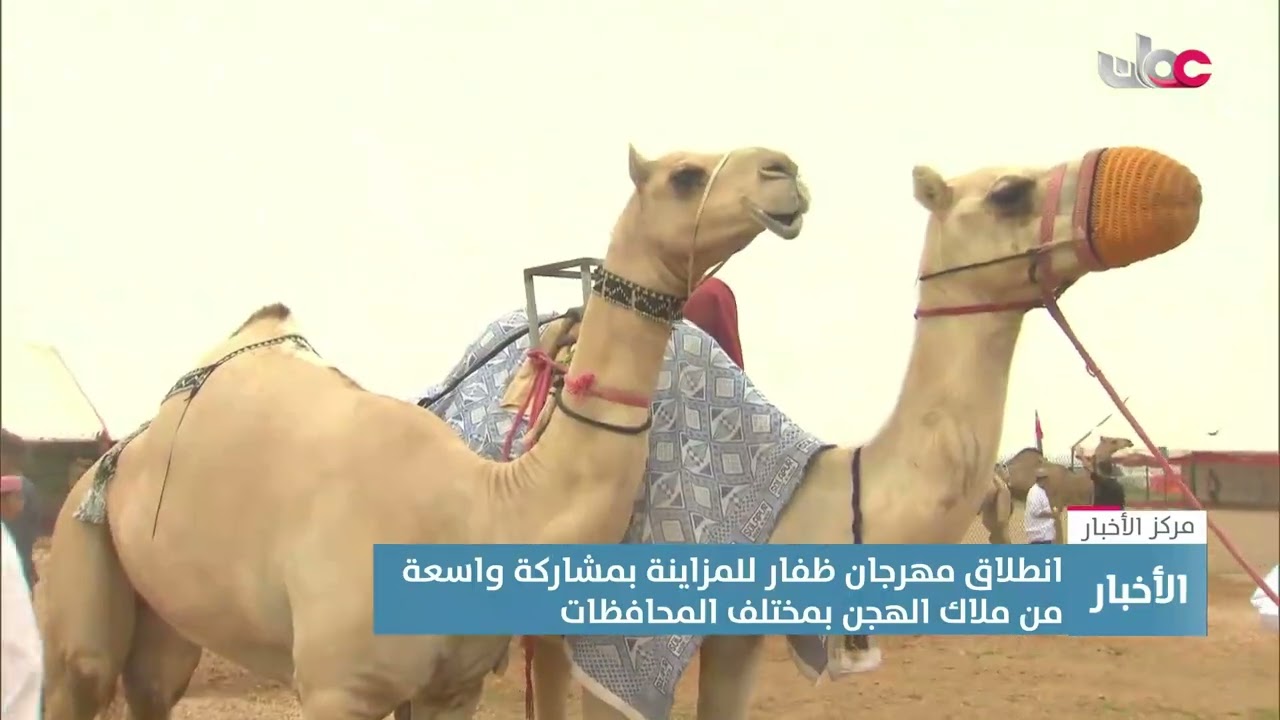 تقرير | انطلاق مهرجان ظفار للمزاينة بمشاركة واسعة من ملاك الهجن بمختلف المحافظات.