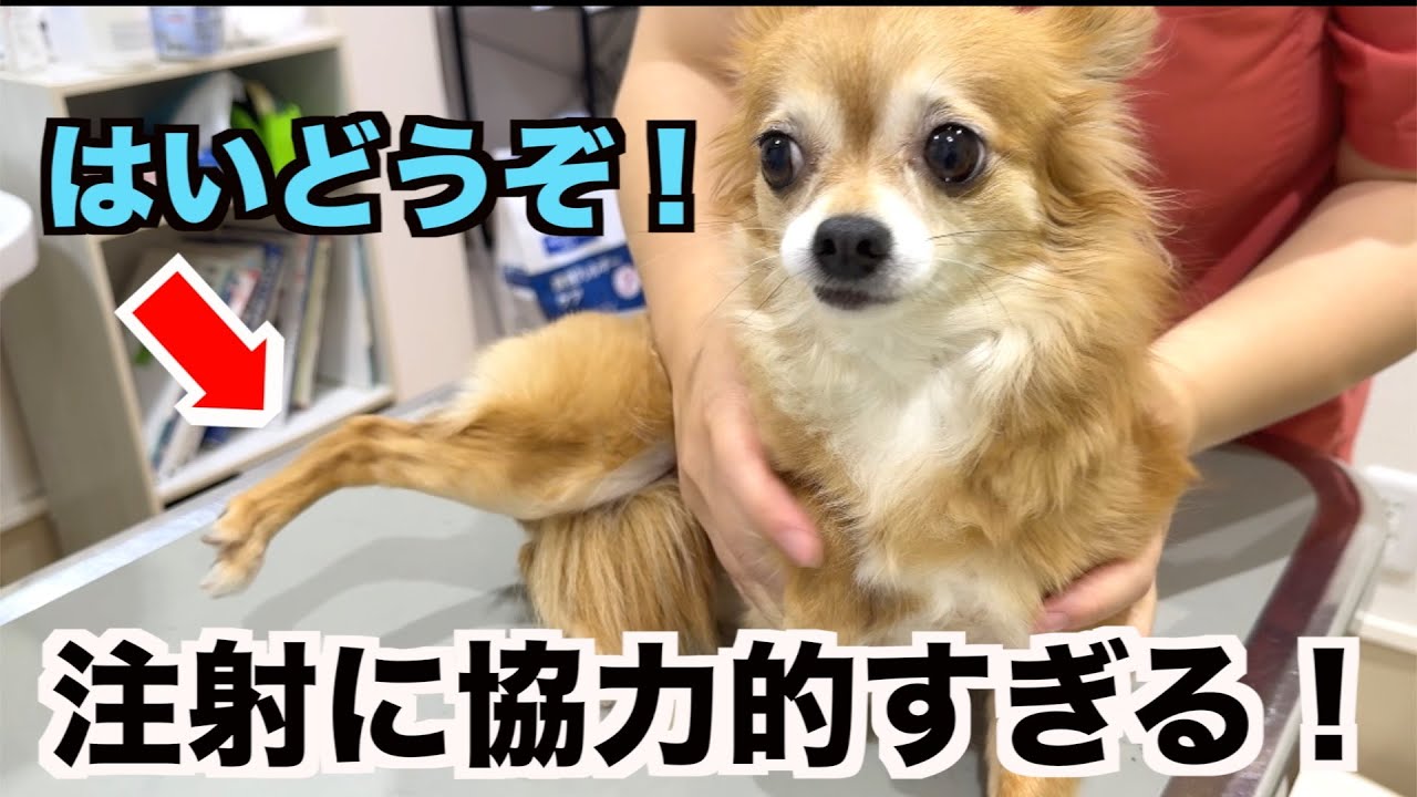 【チワワの親子】一年ぶりに病院へ。四女は自分から足を差し出して『注射どうぞ』が可愛すぎた♪