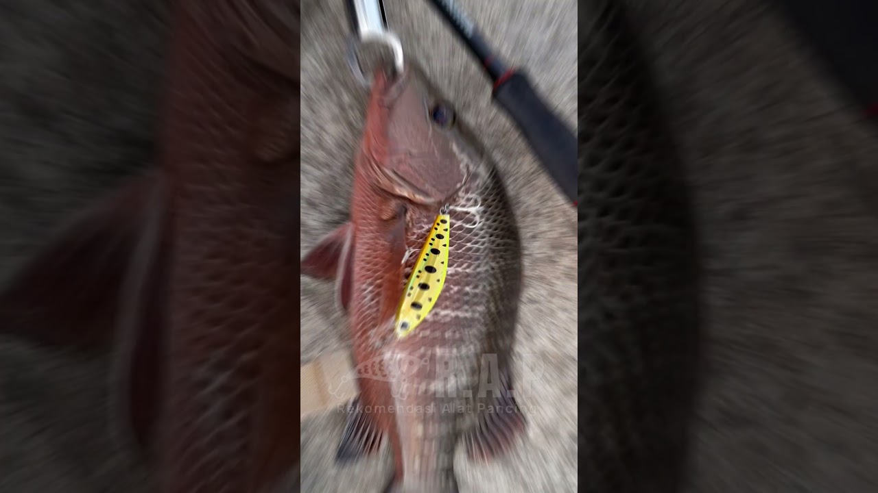 Minnow Mangrove jack mulai naik harga