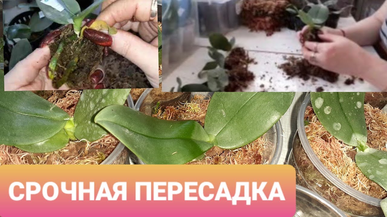 Гибнут Орхидеи во Мхе садовника/Рассказала❗Все должны это знать/Срочная пересадка Ждать больше нельз