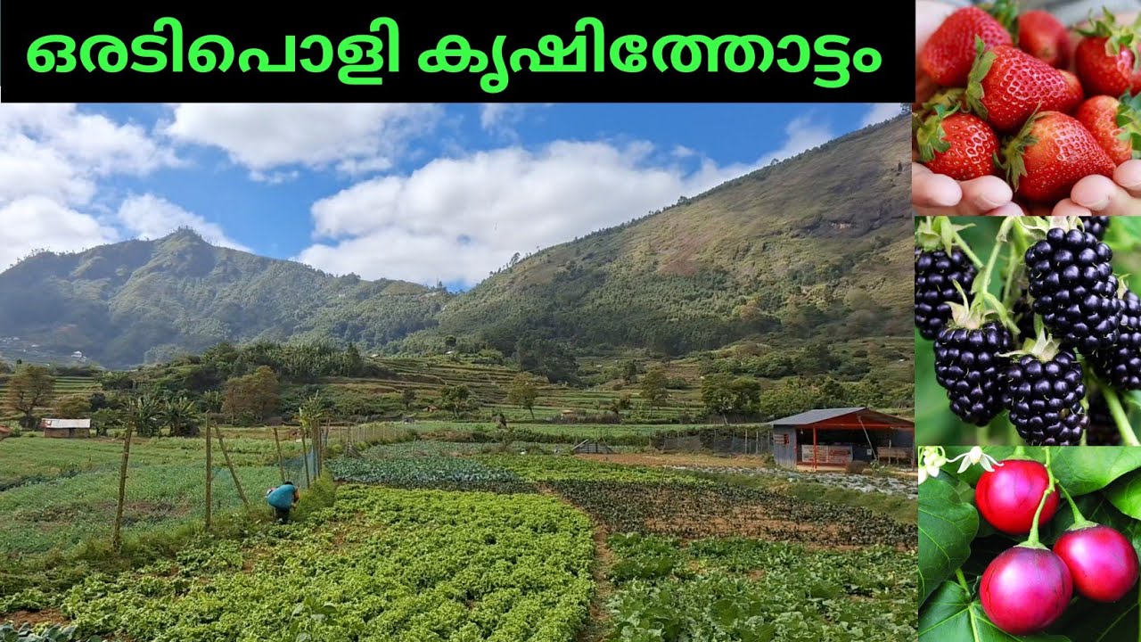 Free Farm Visit / Strawberry Farm / വട്ടവടയിലെ കിടിലൻ ഫാം വിസിറ്റ് #farming #farm #farmvlog #organic