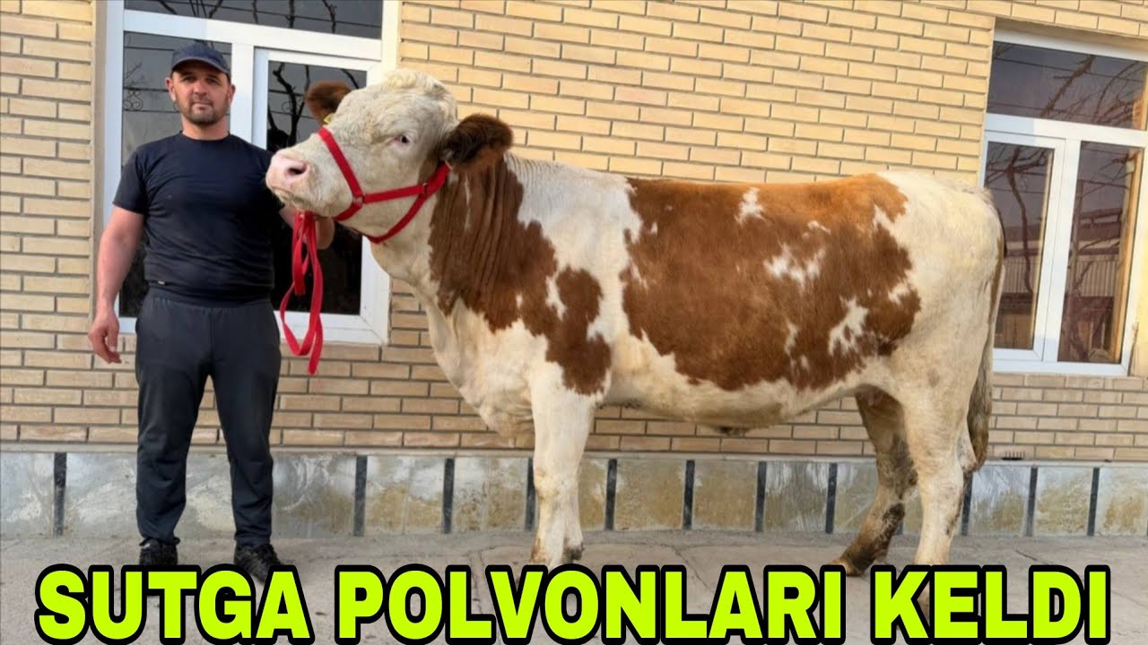 Buxoro arzonchisi Mizrobjon va Ashur akadan yangisi sutga polvon sigirlar narxlari 23-fevral, 2026