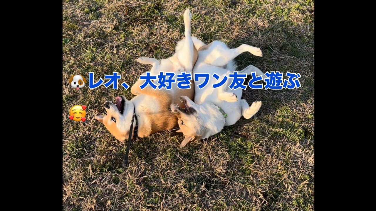 🐶柴犬レオ、大好きワン友と今日もワンちゃんプロレス🥰#柴犬 #レオ #shibainu 