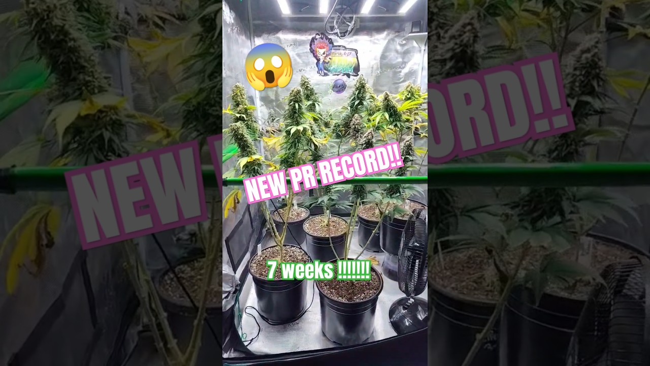 7 Strain Record Grow 😱Biggest Buds You Will See! #rock #cbd