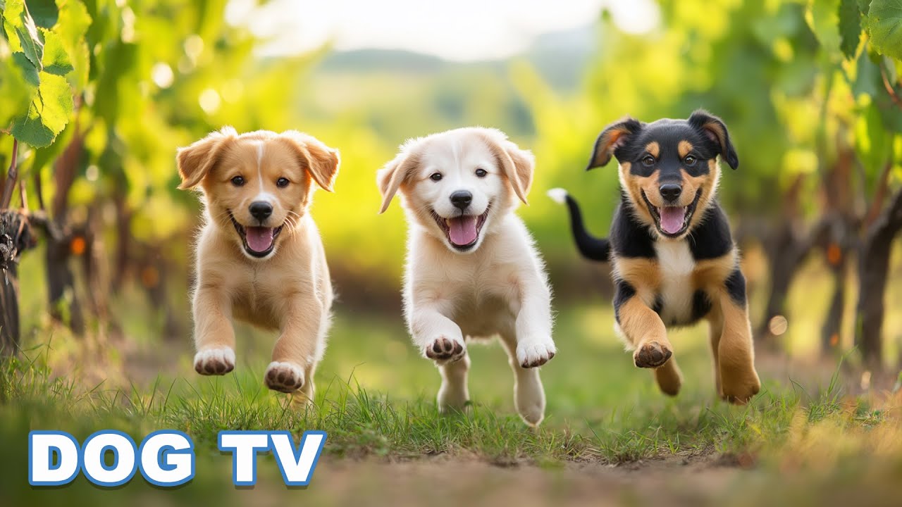 12 Hours Dog TV💖Dog Calming Music Video🎵 Relaxing Music to Relieve Dog Stress🐶Dog Sleep Music🎵
