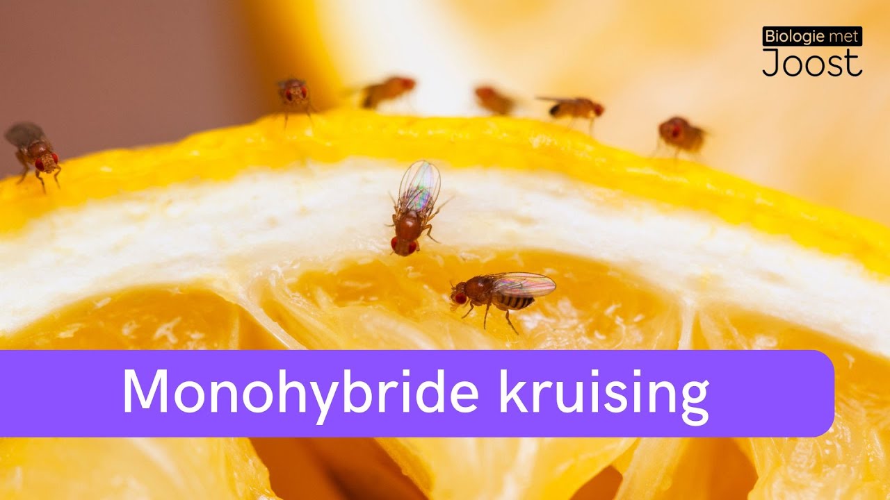 Monohybride kruising stap voor stap | Genotype & fenotype voorspellen | Samenvatting | Havo