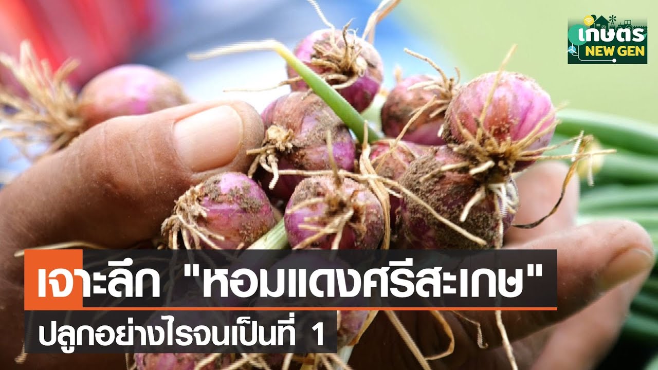 เจาะลึกที่มา หอมแดงศรีสะเกษ ปลูกอย่างไรจนเป็นที่ 1 | เกษตรนิวเจน