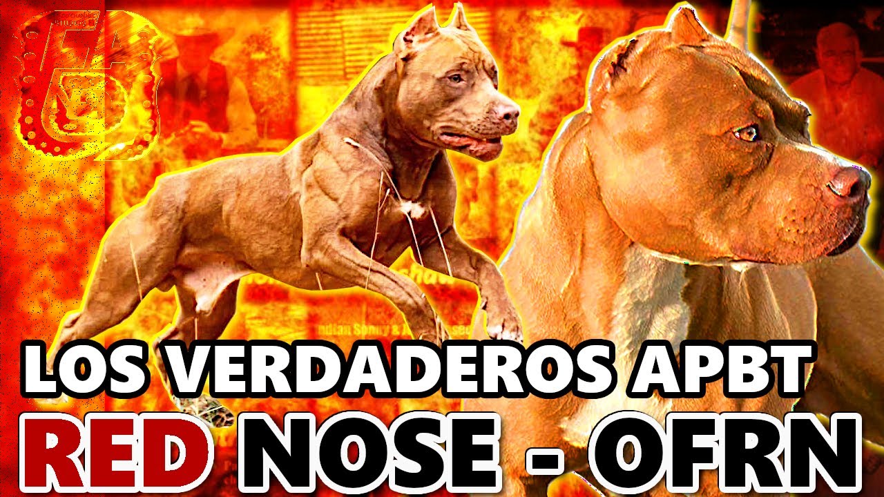 🔥 RED TODDY 🔥 El Pit Bull Red Nose que Marcó la Historia del APBT 🐶💪